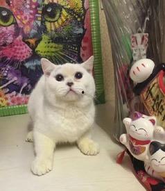 小猫有趣爆料视频下载,小猫趣味爆料视频集锦 第2张 小猫有趣爆料视频下载,小猫趣味爆料视频集锦 第2张